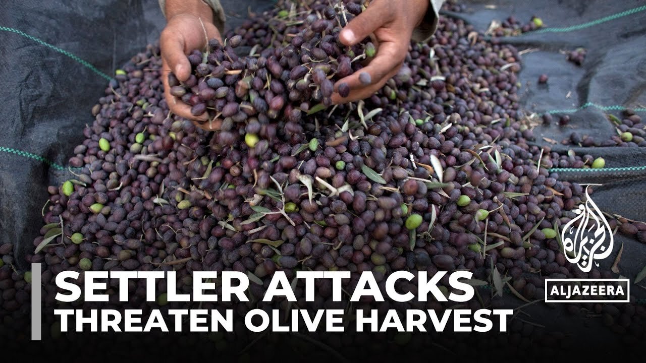 Palestinian olive farms under threat: War and occupation impacting annual harvest