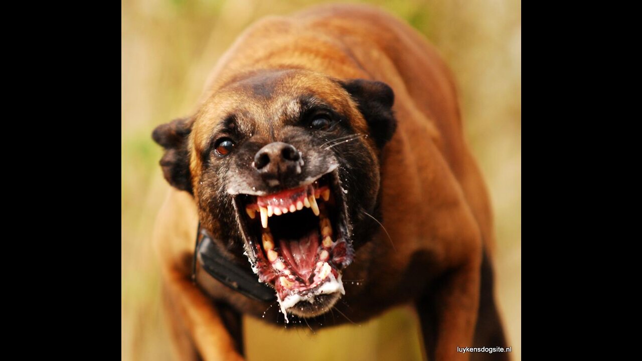 The 10 most aggressive dog breeds in the world, very ferocious dogs