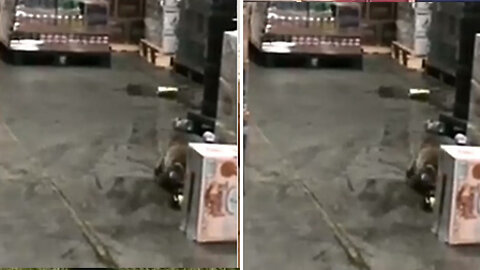 This is what happens when a greedy raccoon drinks