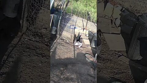 Farm cam. It always looks like chickens are being thrown out of the pen lol