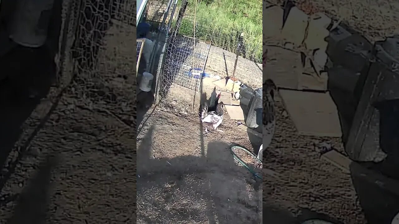 Farm cam. It always looks like chickens are being thrown out of the pen lol