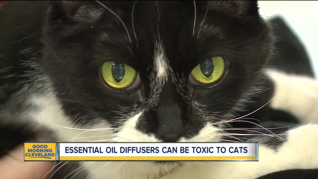 Local vet warns about toxic dangers of essential oils diffusers and household pets