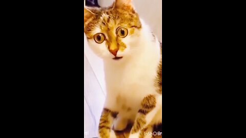 funny animal moments caught on camera funny cat videos funny dog videos!!