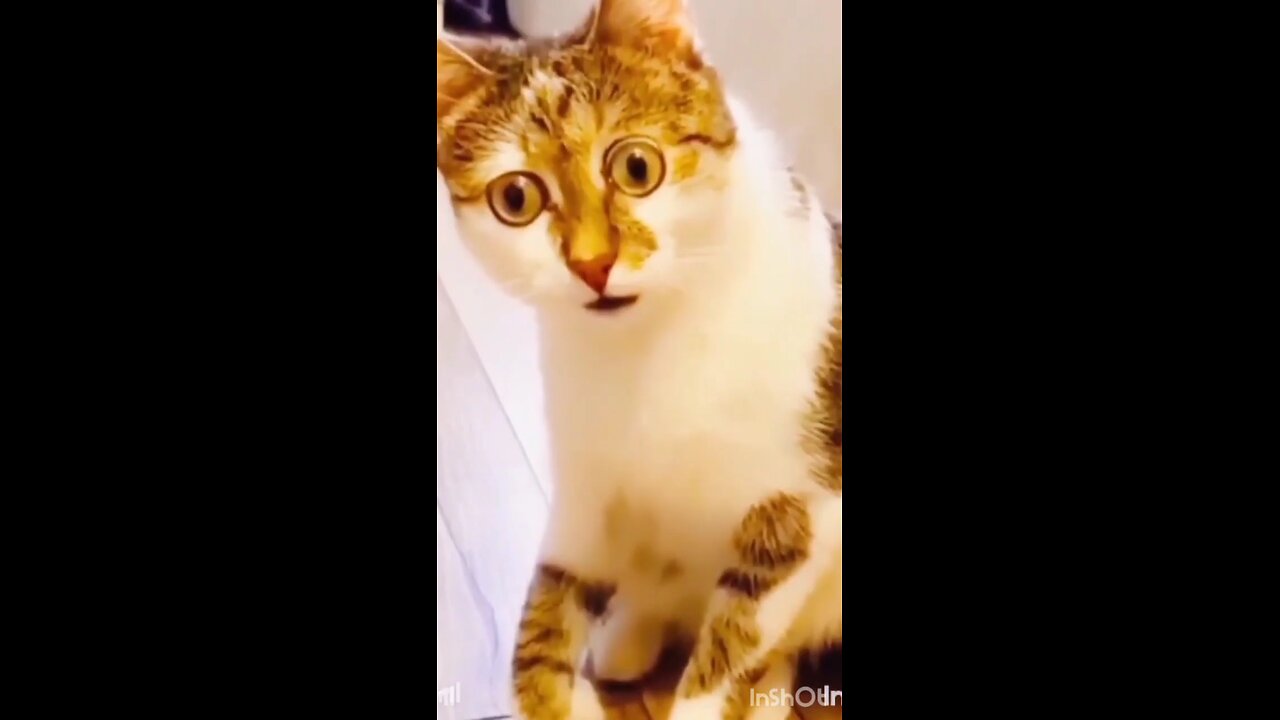 funny animal moments caught on camera funny cat videos funny dog videos!!