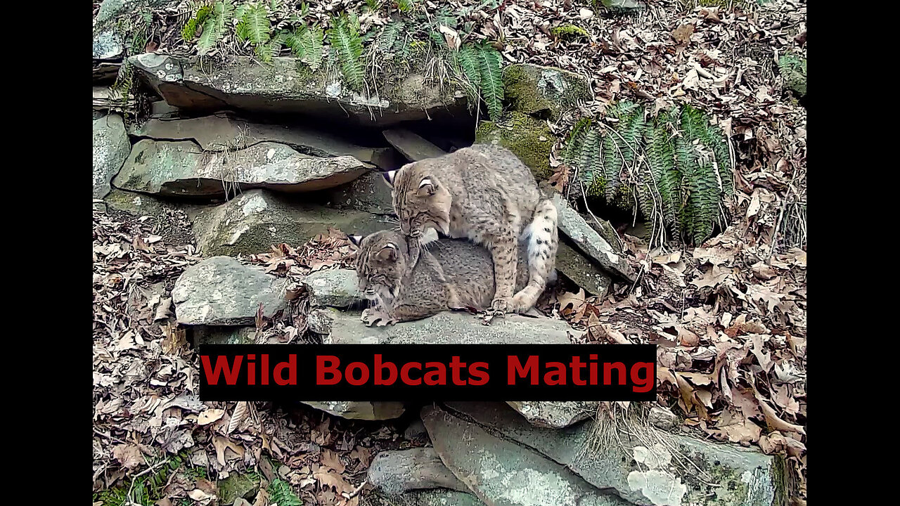 Wild Bobcats Mating – Must See Nature Video!