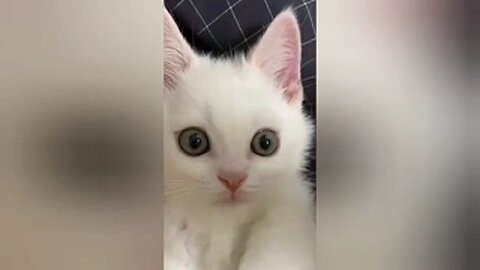 Funny cats compilation №2
