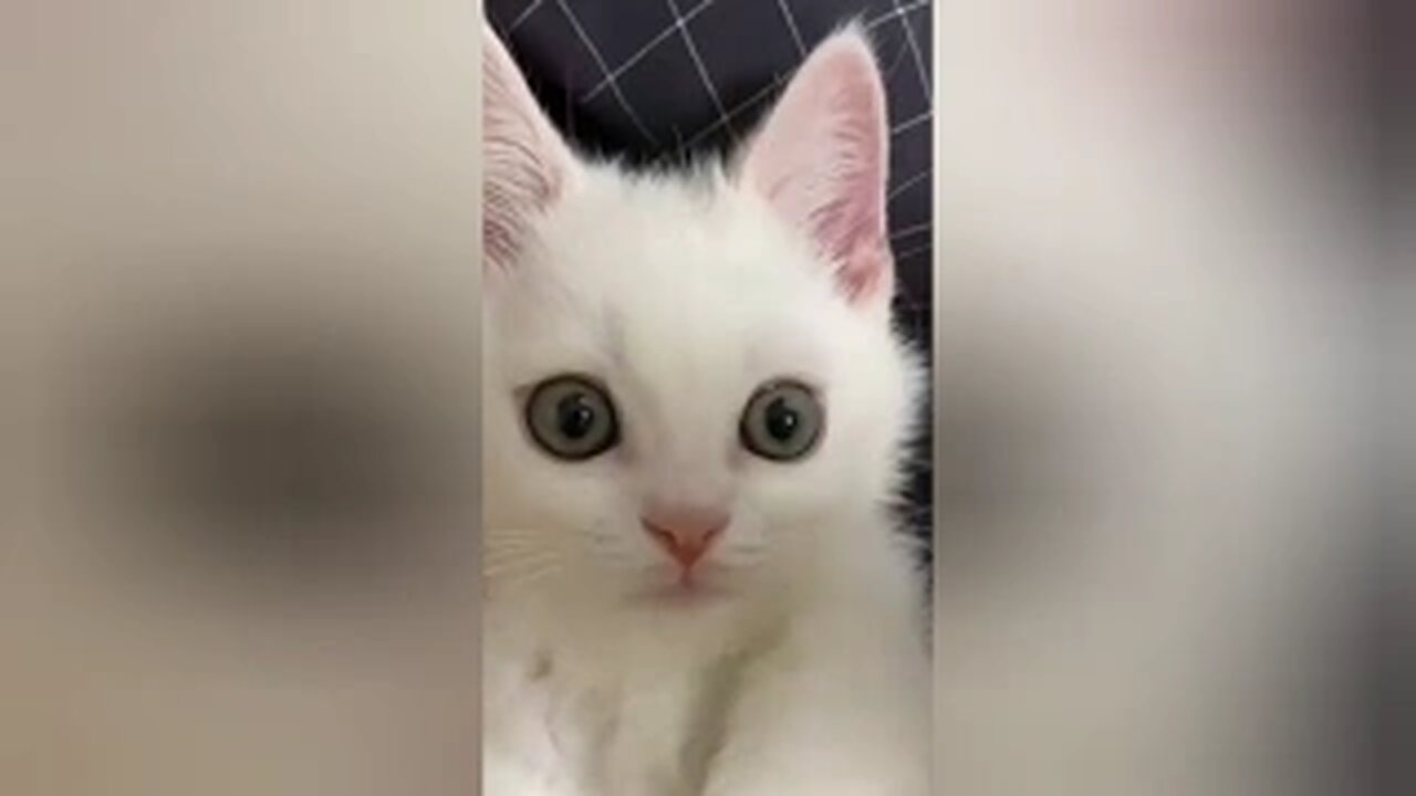 Funny cats compilation №2