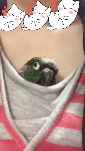 Happy Parrot in My 👚