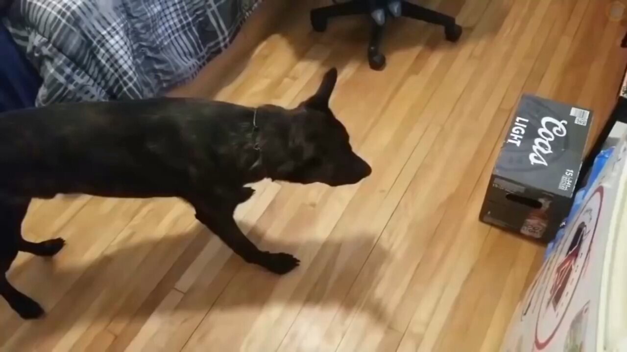 Cat scares Dog