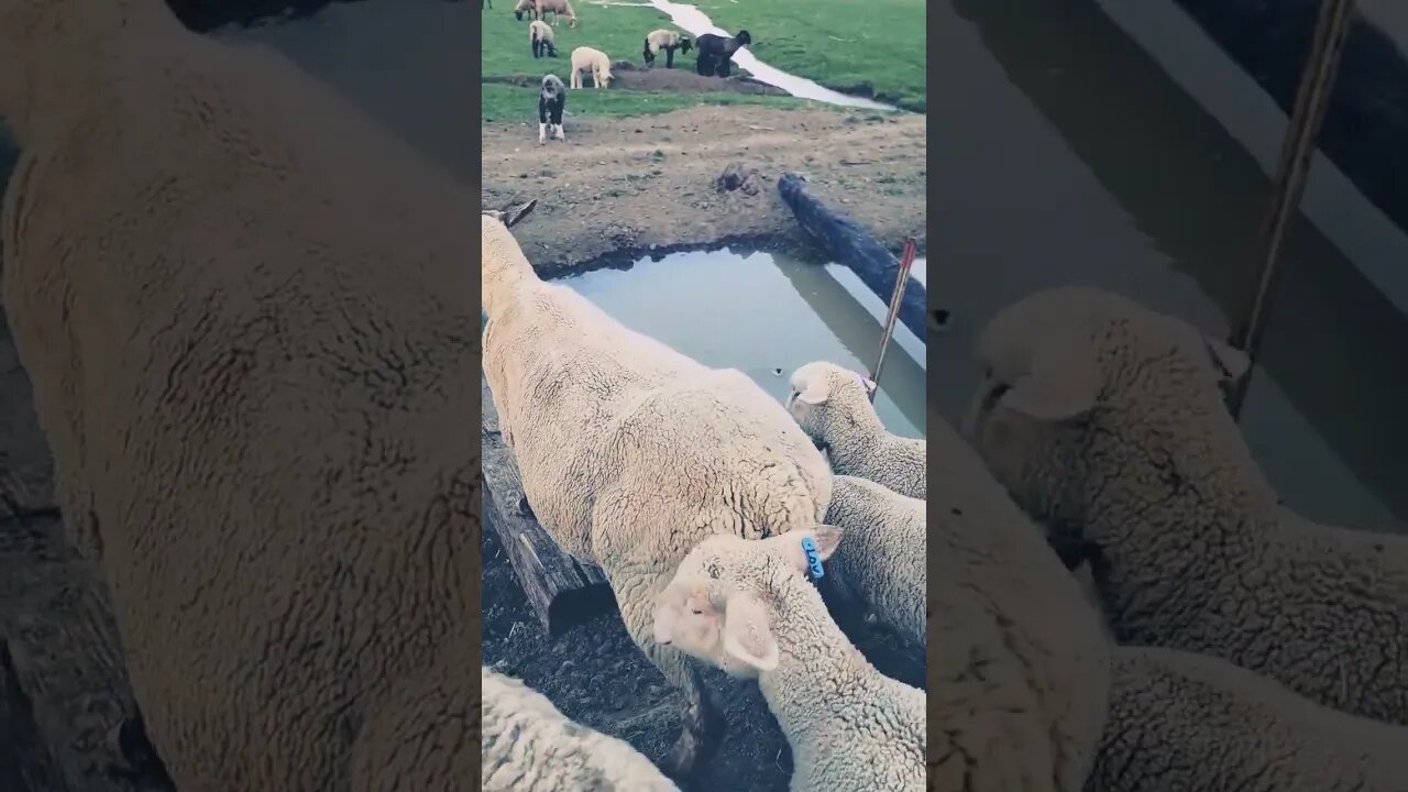 sheep crossing #shearing #sheephusbandry #lambing #sheep #sheepfarming #sheepsheep #sheepshed #ewes