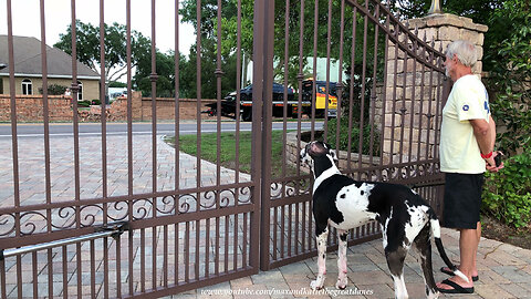 Nosy Great Dane Checks Out Neighbor's Missing Wall After Accident