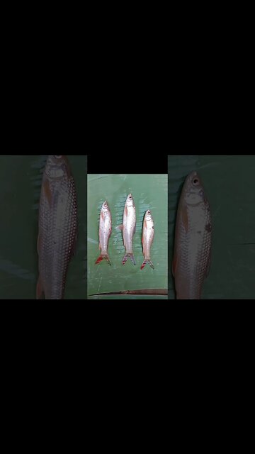 yummy fish😍😋🤤😂😂😂@BENGALCOOKING #shorts #youtubeshorts #viral #viralshorts #trending #trendingshorts