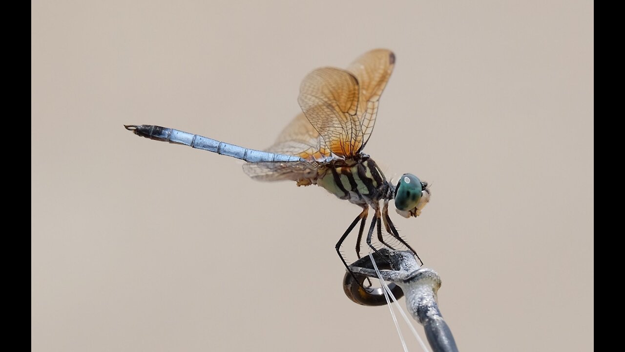 DRAGON-FLY ON NEW YEAR