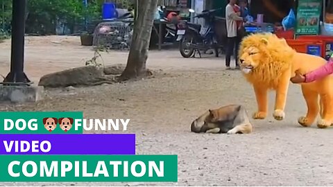 Dog 🐕🐶 FUNNY moments
