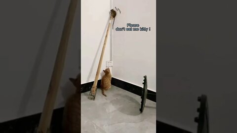 🐱Cutest Cats🐱conversation between 😼 & 🐭