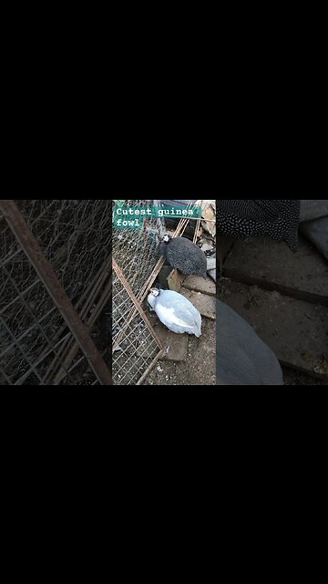 Cute guinea fowl getting ready for bed on a winter afternoon