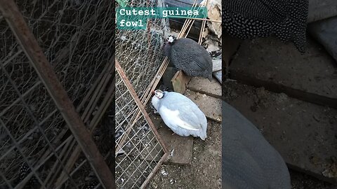 Cute guinea fowl getting ready for bed on a winter afternoon