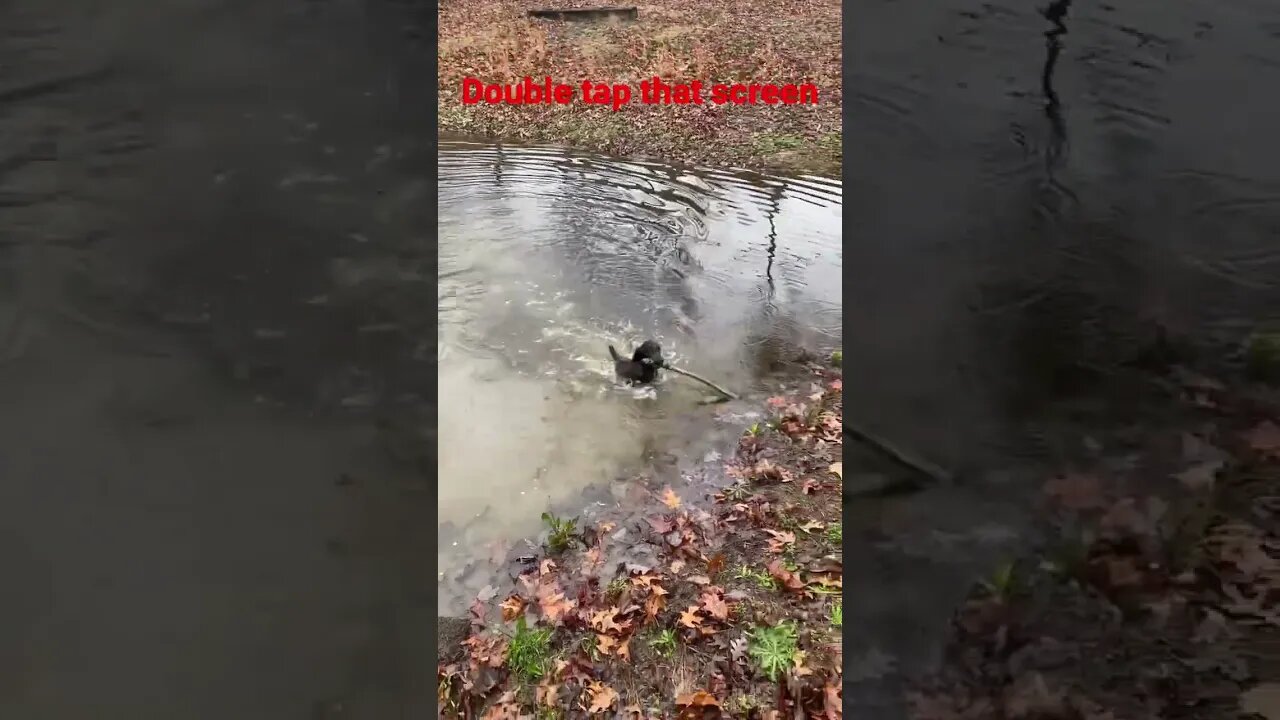 Boykin spaniel ￼4 months old second time to the pond. #shorts #boykin