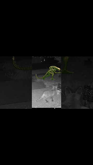 An Alien Xenomorph Visits #Shorts 👽