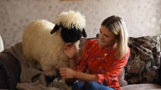 Valais blacknose får opfører sig som en hund