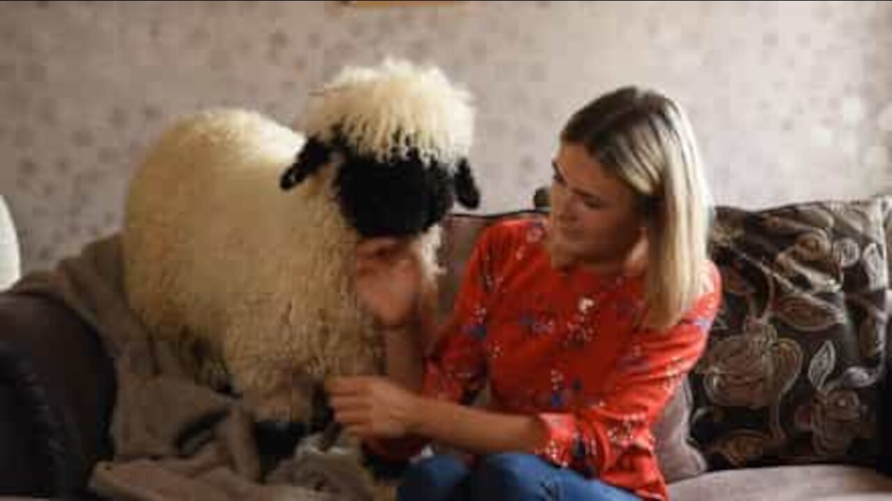 Valais blacknose får opfører sig som en hund