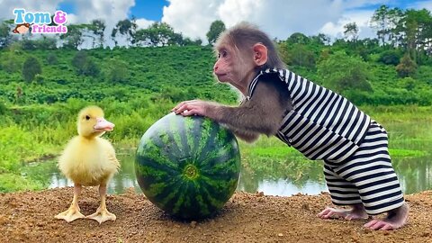 Baby monkey Obi helps dad garden and harvest fruit