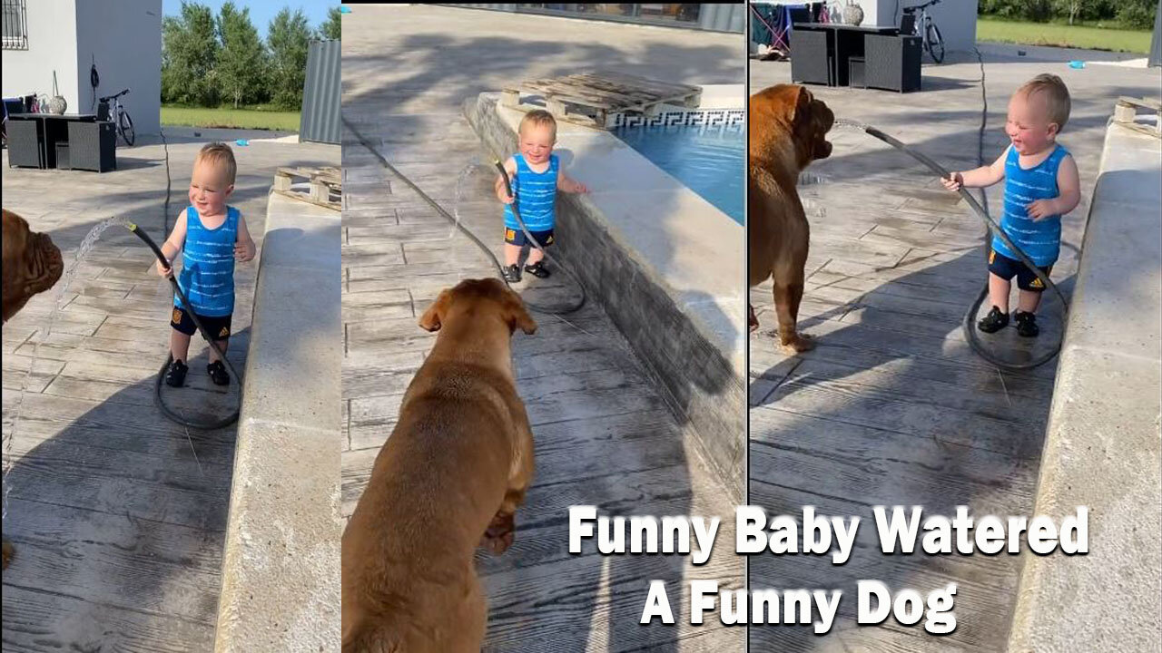 Funny Baby watered a funny Dog