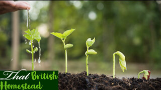 What To Sow In March: Allotment Gardening