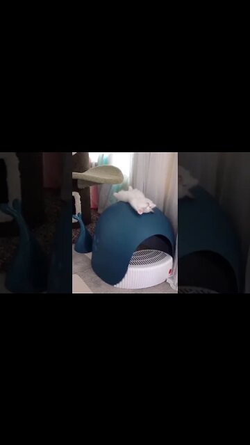 Why You should meditate in the Morning...,#short