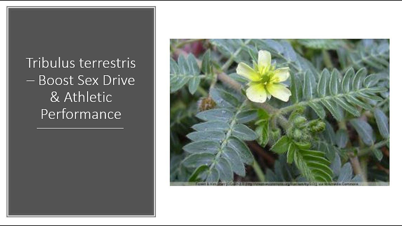 Tribulus terrestris - Libido enhancer