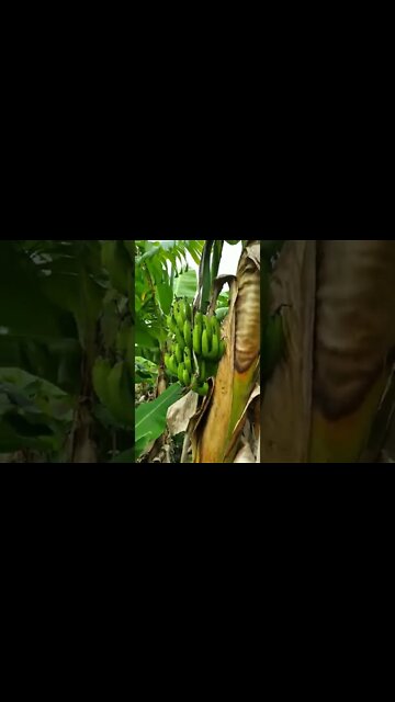 Qual a fruta que você mais gosta? deixe nos comentários #shorts