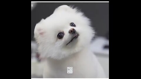 Cute dog hair cut