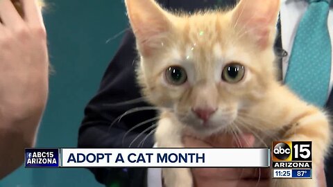 June is Adopt a Cat Month