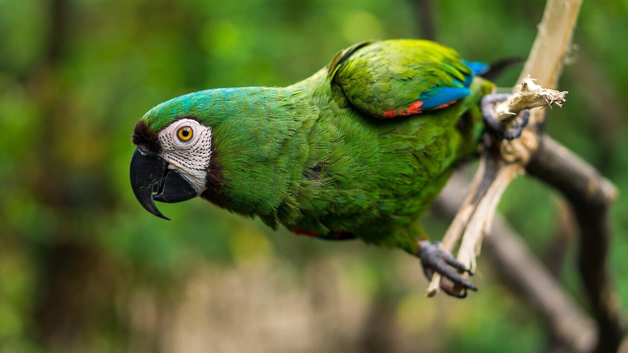 Parrots on a branch in a nature reserve