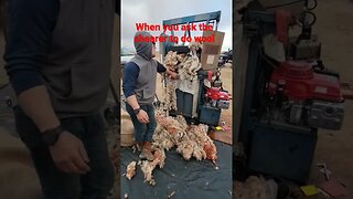 Shearers Doing Wool #sheep #shearing #farmlife #sheepsheep #ewes #sheepshed #sheepfarming #wool