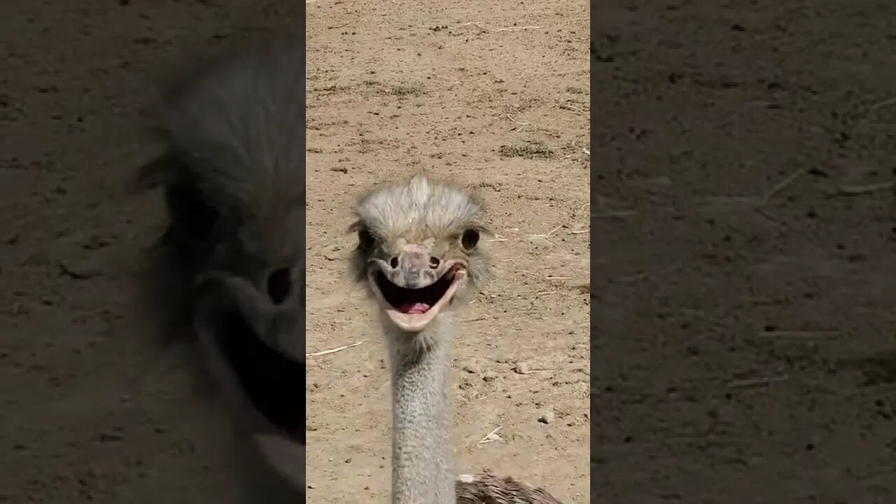 Cute ostriches [MUST SEE!] (check out original clip in description) #shorts