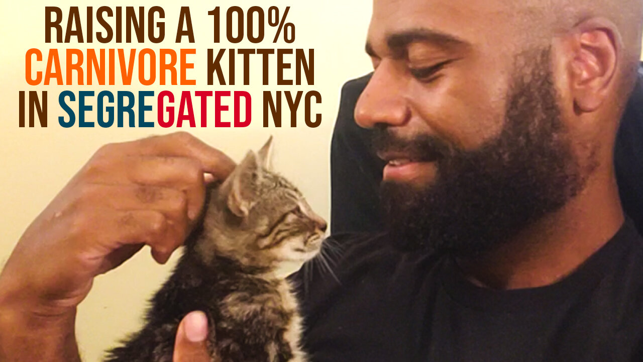 Raising a 100% Carnivore Kitten in Segregated NYC