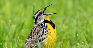 Audubon Society Teams Up With Drag Queen Dressed Like A Bird For Climate Change Awareness