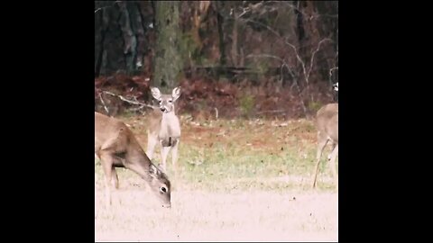 Deer on the roadside