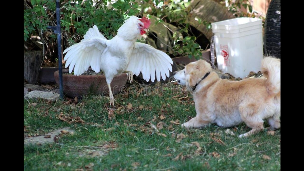 Funny Chicken VS Dog