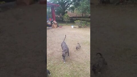 Pitbull Pack Life outside