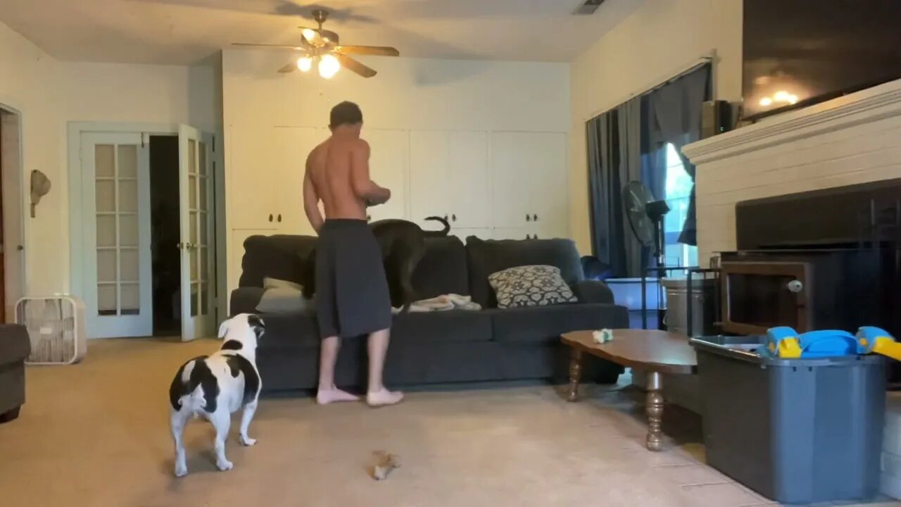Leash Training For Dog