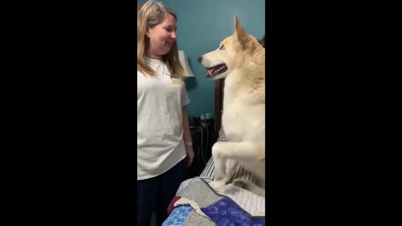 Spoiled rotten doggy refuses to get down from his owner's bed