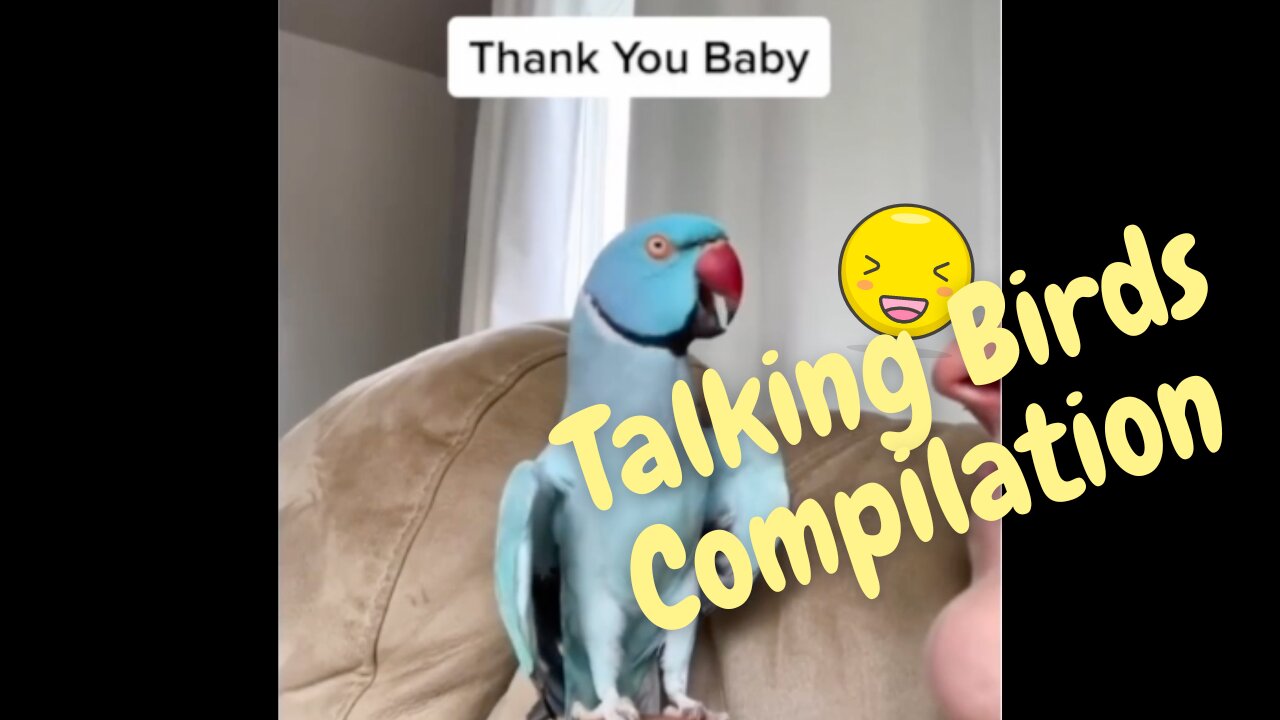 Talking Birds Compilation - These Silly Birds Will Make You Smile