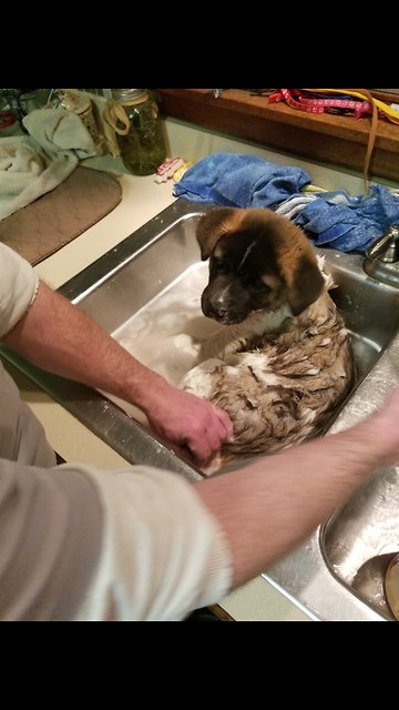 Lazy puppy bath