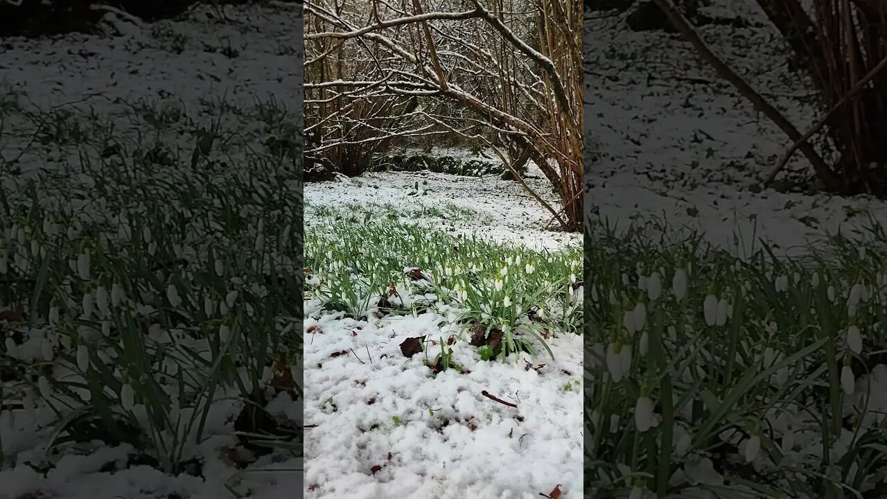 Snow Drops in the snow