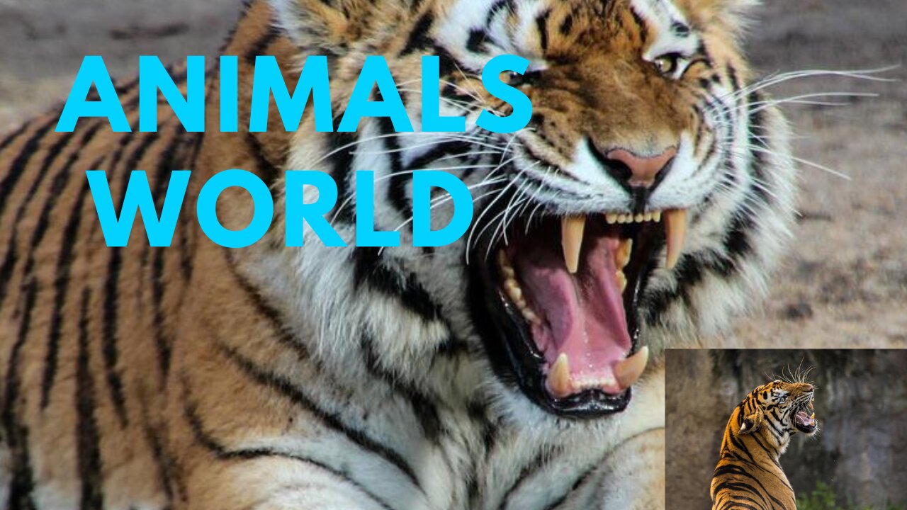 Nature and creative World Animals