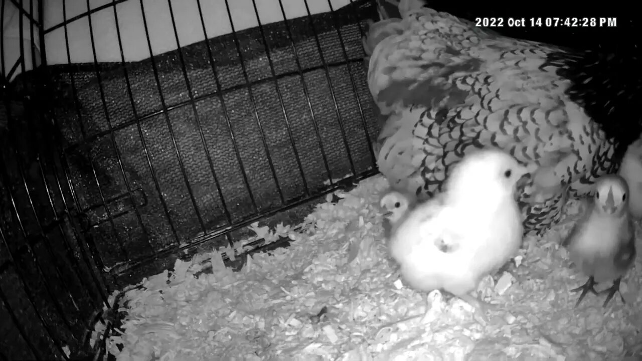 Checking on Chicks abandoned by mother are put in with another hen and her chicks