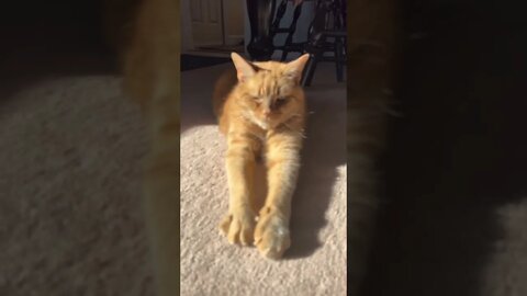 I love when Cats stretch like this