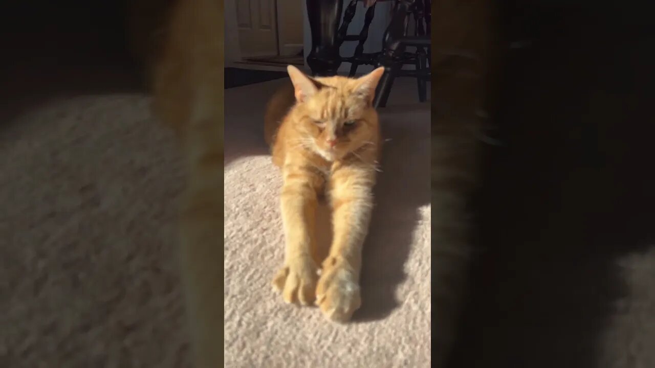 I love when Cats stretch like this